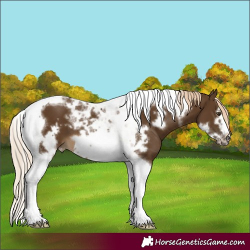 Horse Color:Chocolate Palomino Tobiano Frame 