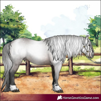 Horse Color:Gray Bay 