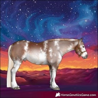 Horse Color:Gray Chestnut Sabino 