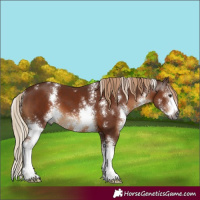 Horse Color:Gray Chestnut Sabino 