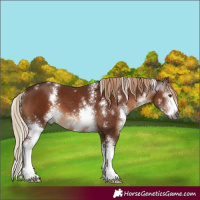 Horse Color:Gray Chestnut Sabino 