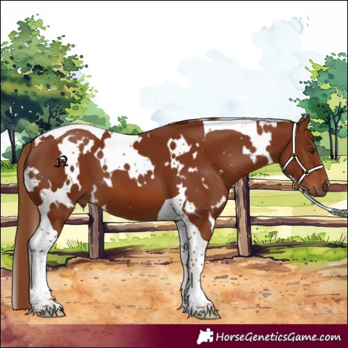 Horse Color:White Spotted Chestnut Tobiano 