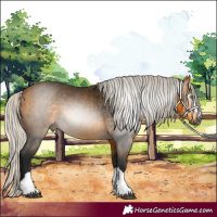 Horse Color:Gray Silver Buckskin 