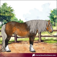 Horse Color:Gray Silver Buckskin