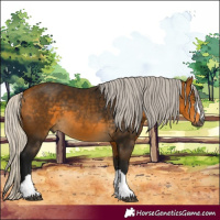 Horse Color:Gray Silver Buckskin 