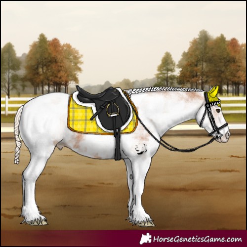 Horse Color:White Spotted Chestnut Tobiano