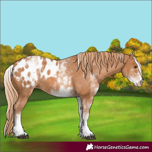 Horse Color:Unknown 
