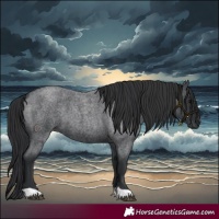 Horse Color:Blue Roan 