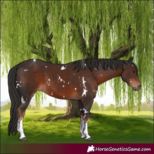 Horse Color:White Spotted Liver Chestnut 