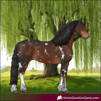 Horse Color:White Spotted Liver Chestnut 