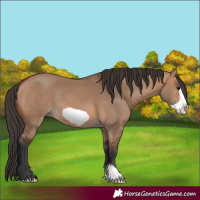 Horse Color:Bay Dun Frame
