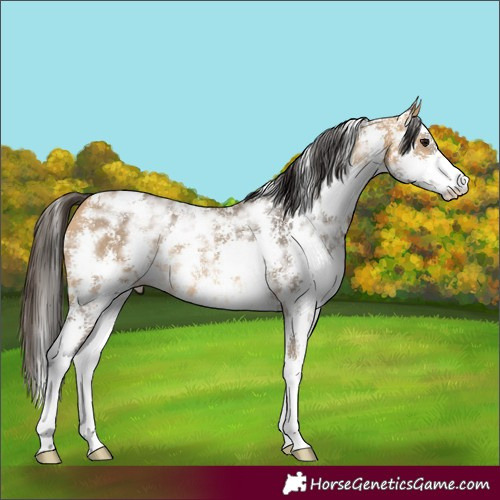 Horse Color:Buckskin Ice Sabino Rabicano 