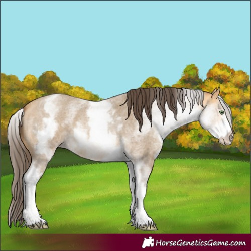Horse Color:White Spotted Amber Cream Champagne Roan 
