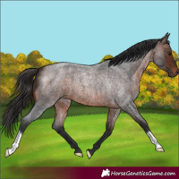 Horse Color:Brown Roan