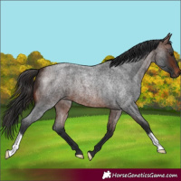 Horse Color:Brown Roan 