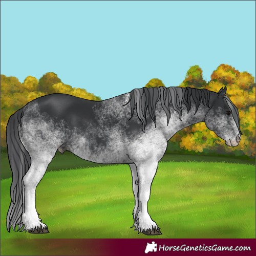 Horse Color:White Spotted Black 