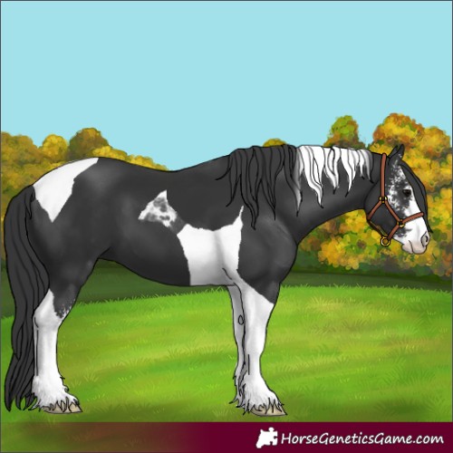 Horse Color:Black Sabino Tobiano