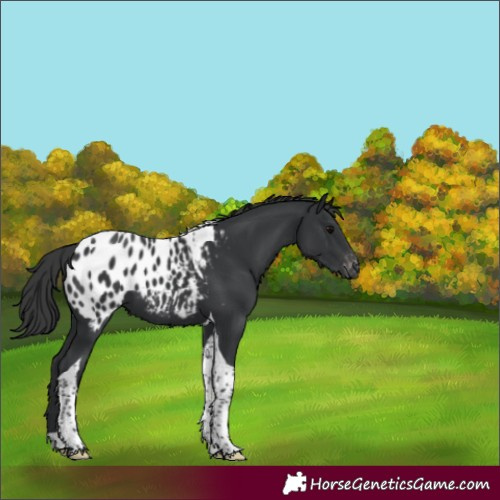 Horse Color:Black Tobiano Appaloosa 