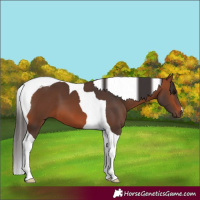 Horse Color:Bay Tobiano