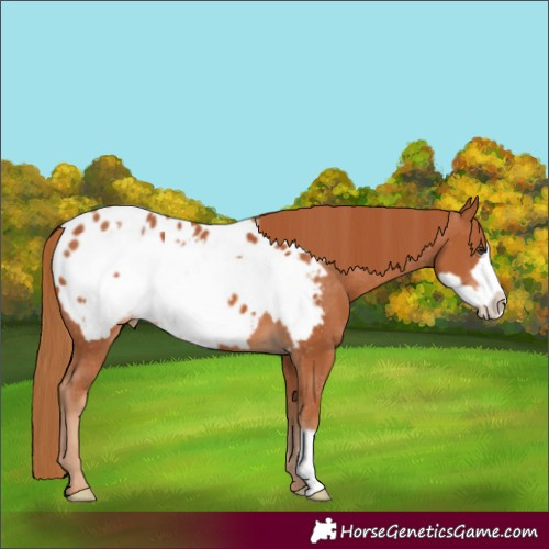 Horse Color:Chestnut Frame Blanket 