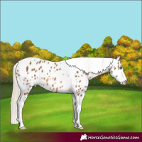 Horse Color:Chocolate Palomino Splash Tobiano Leopard