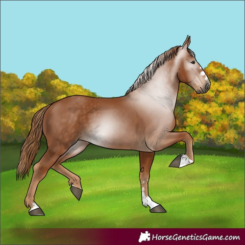Horse Color:Gray Chestnut