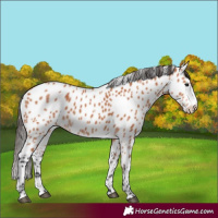 Horse Color:Bay Appaloosa