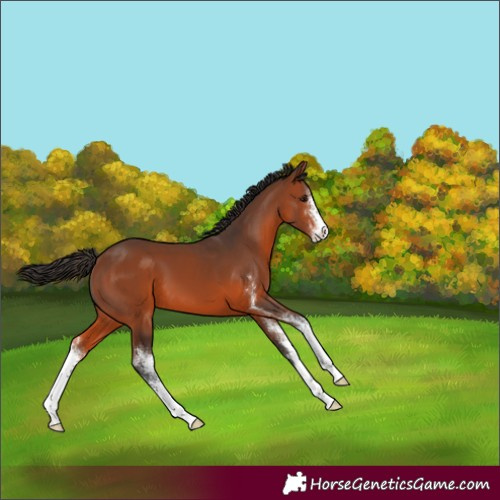 Horse Color:Bay Sabino