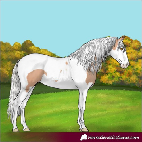 Horse Color:Silver Classic Champagne Splash Tobiano 
