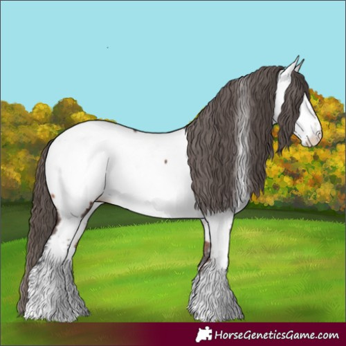 Horse Color:Bay Fewspot 