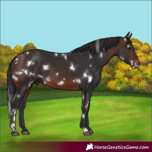 Horse Color:White Spotted Brown 