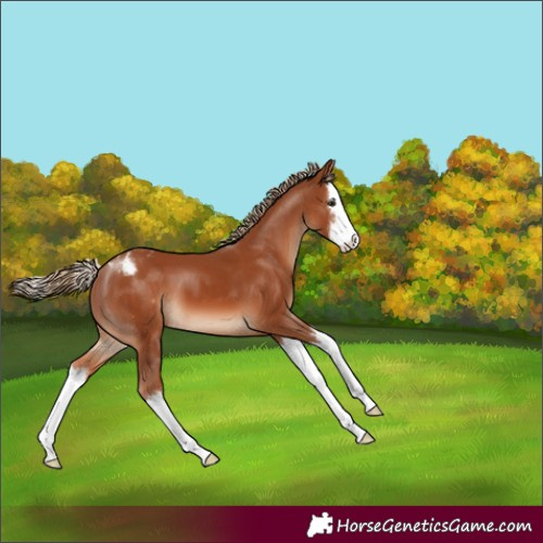 Horse Color:Chestnut Splash Appaloosa 