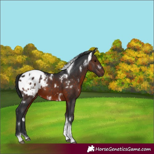 Horse Color:White Spotted Brown Tobiano Varnish 