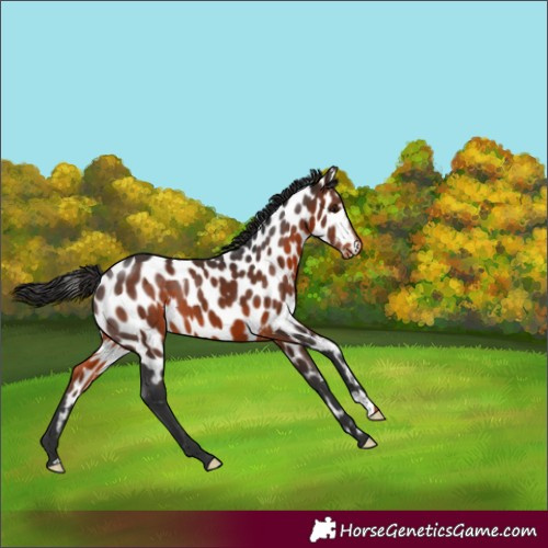 Horse Color:Brown Near Leopard 