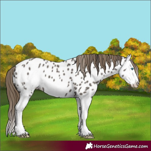 Horse Color:Smoky Grullo Splash Frame Appaloosa 