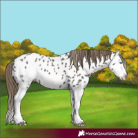 Horse Color:Smoky Grullo Splash Frame Near Leopard