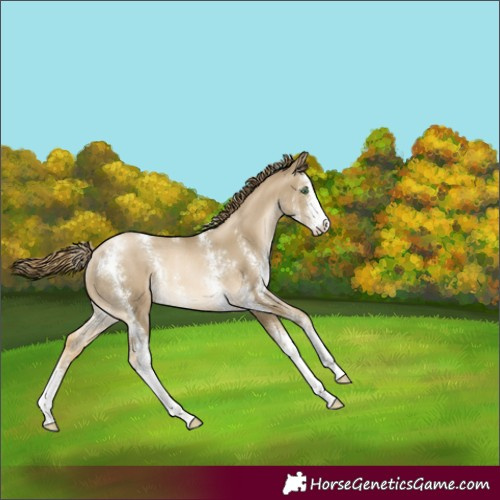 Horse Color:Smoky Black Pearl Sabino Rabicano