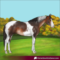 Horse Color:Bay Sabino Tobiano
