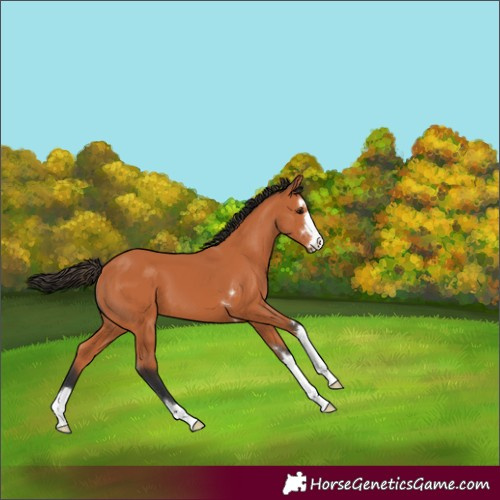 Horse Color:Bay 