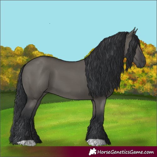 Horse Color:Grullo