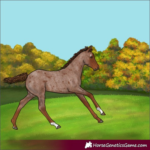 Horse Color:Gray Red Roan 
