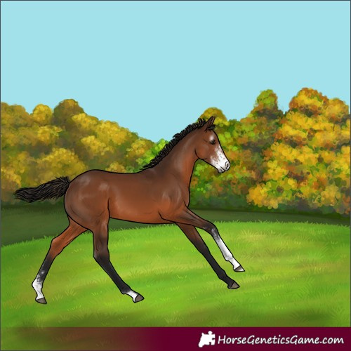 Horse Color:Gray Bay Sabino