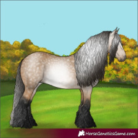 Horse Color:Gray Buckskin 