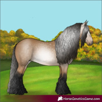 Horse Color:Gray Buckskin