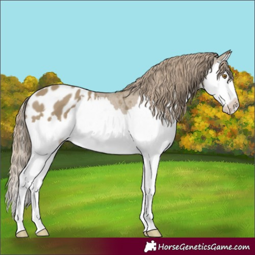 Horse Color:Classic Cream Champagne Splash Blanket 