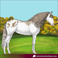 Horse Color:Classic Cream Champagne Splash Appaloosa 