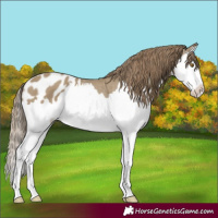 Horse Color:Classic Cream Champagne Splash Appaloosa 