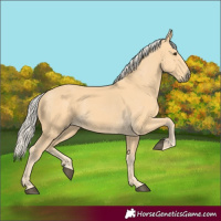 Horse Color:Palomino 