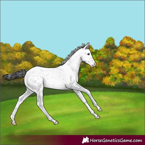 Horse Color:Smoky Black Sabino Rabicano 