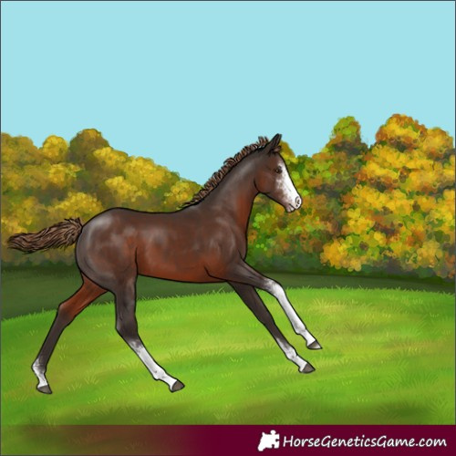 Horse Color:Liver Chestnut Sabino 